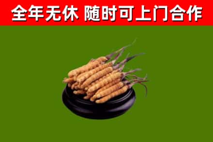 康平回收冬虫夏草
